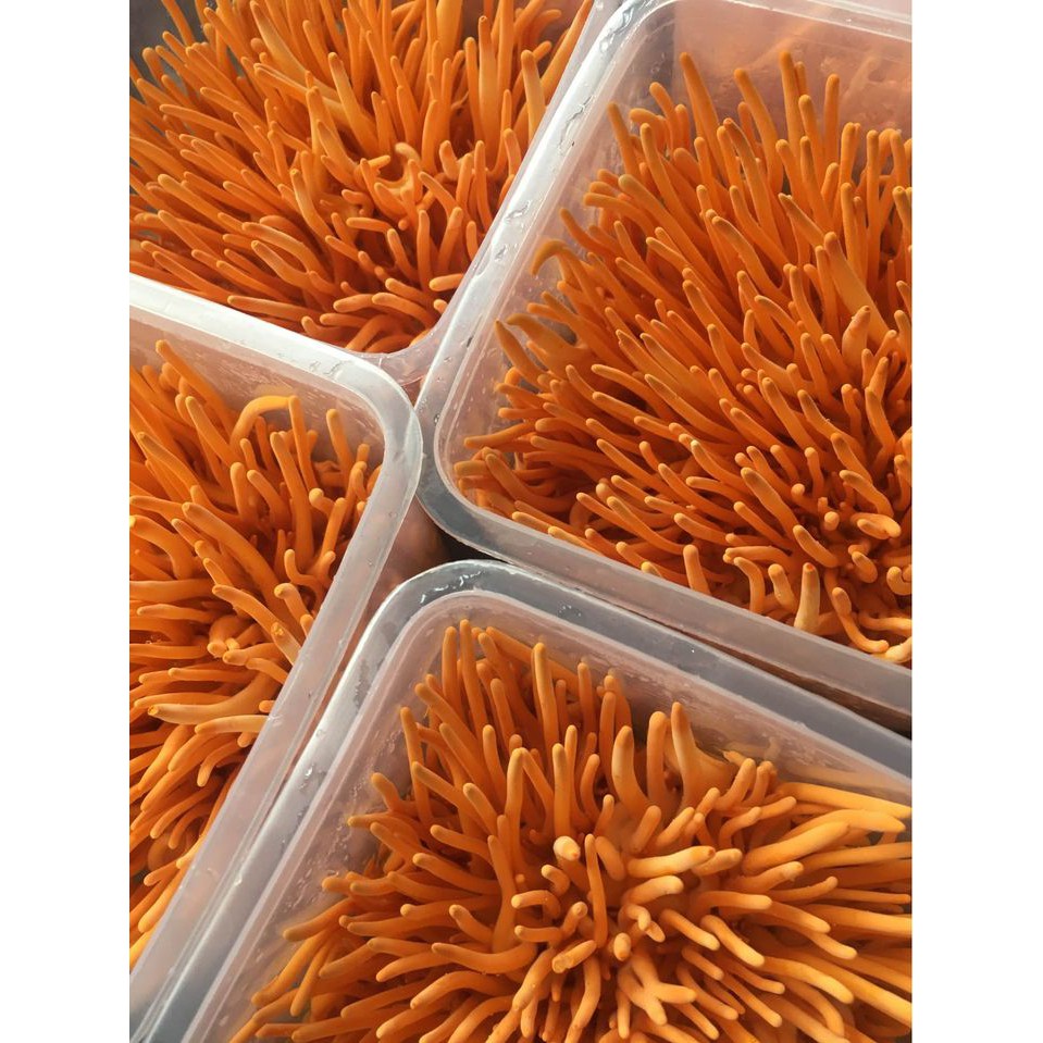 Đông trùng hạ thảo C3 tươi [ 5 hộp 180gr]