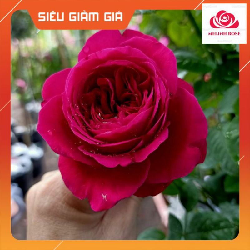 Hoa hồng ngoại Rouge Royal–[Siêu thơm] Bông hồng mang nét đẹp của sự bền bỉ