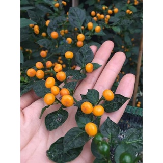 Cây Giống Ớt Peru loại ớt đắt nhất thế giới