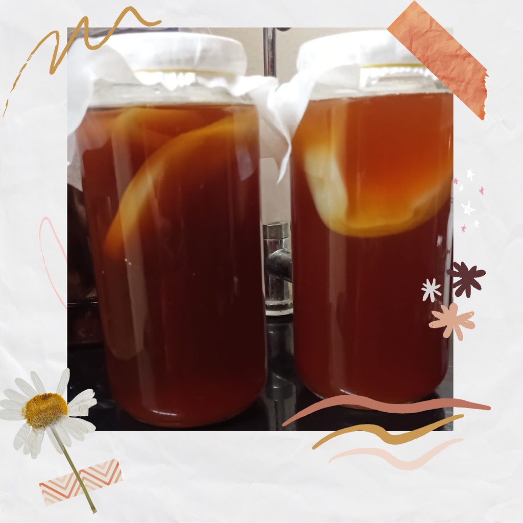 [FREE SHIP 50K] Combo 6 món đầy đủ nuôi nấm Scoby làm trà Kombucha dành cho người mới bắt đầu.