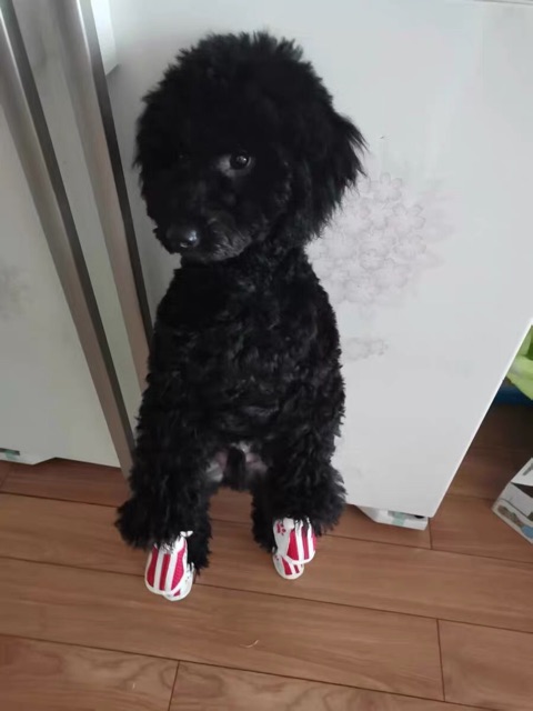 GIÀY CHO THÚ CƯNG - CHÓ MÈO dễ mang