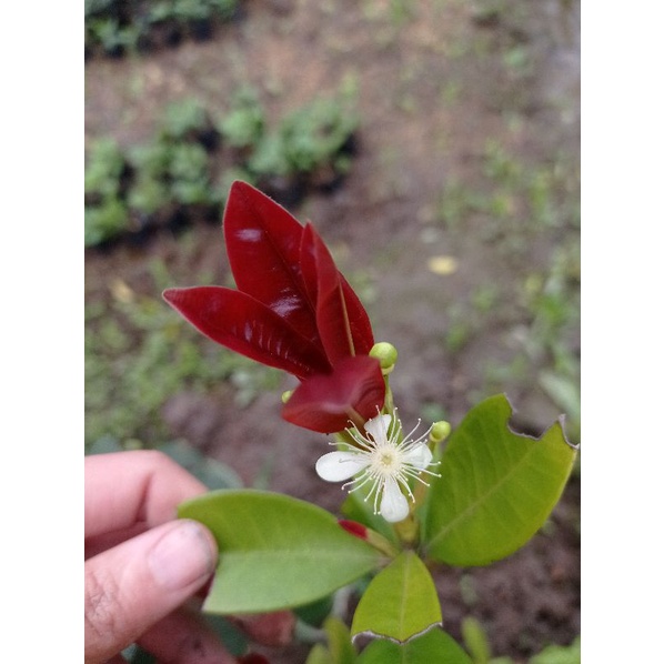 Siêu Kali Bo giúp ra hoa đậu quả 30gr