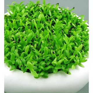 Hạt giống Cỏ may mắn { gói 1gram  tầm 500 hạt }