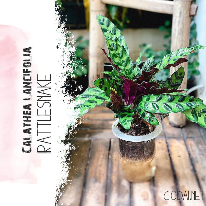 Cây Calathea lancifolia Rattlesnake (Tiễn Vũ Trúc Vu) kèm chậu thuỷ canh 2 lớp không đất, không cần tưới