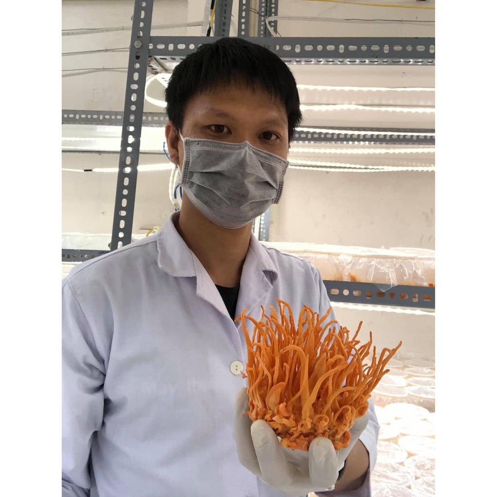 [NÓI KHÔNG VỚI HÀNG NHÁI TQ] ĐÔNG TRÙNG HẠ THẢO SẤY THĂNG HOA CAO CẤP BDAGRI [ HỘP 10G LOẠI I] | BigBuy360 - bigbuy360.vn