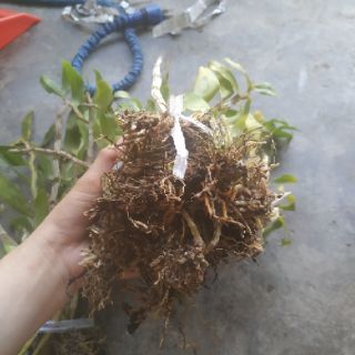 LAN BÁO HỶ RỪNG400g