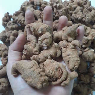 CỦ TAM THẤT BẮC LOẠI 7 CỦ/100G