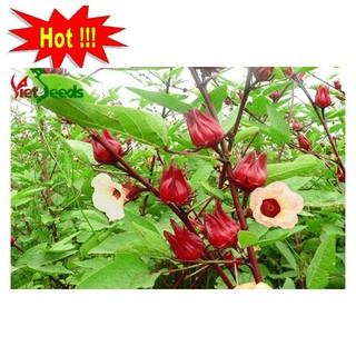 Gói 20 Hạt Giống Cây Atiso Đỏ (bụp giấm) Đà Lạt