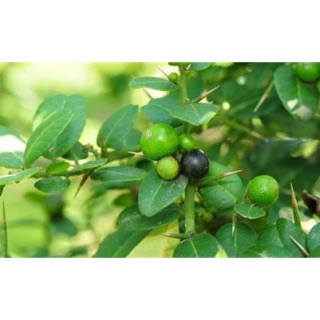 Cây quýt gai 1kg(tươi)