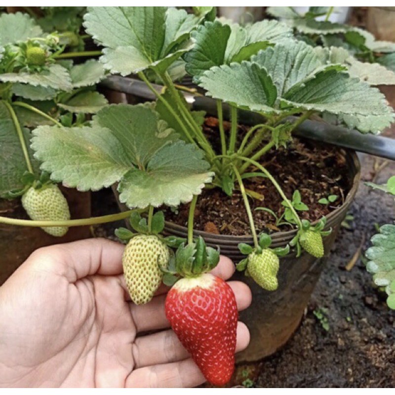 10 cây dâu Tây cấy mô Mĩ Albion trong  vỉ