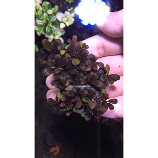 Phân Nước Đa Lượng 500ml | Buce Aquarist