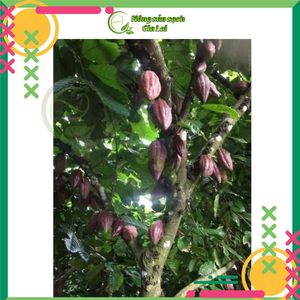 Bột cacao nguyên chất chuẩn 100% uy tín chất lượng, hàng sạch, đảm bảo cho sức khỏe người tiêu dùng | BigBuy360 - bigbuy360.vn