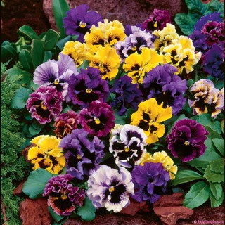 Hạt giống hoa Pansy - cánh bướm
