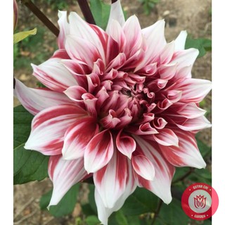Củ Giống Thược Dược Ngoại Giống Hoa