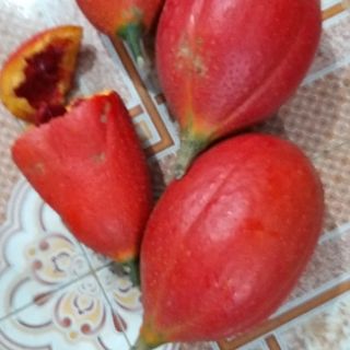 Dầu gấc nhà làm