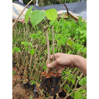 Com bo 10 cây giống bo khai