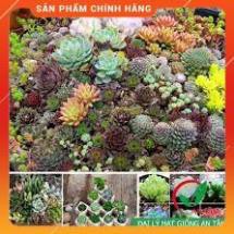 HẠT GIỐNG SEN ĐÁ MIX GÓI 20 HẠT