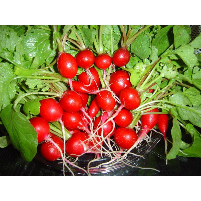 Shop 1K - Hạt Giống Củ Cải Đỏ Cherry Mini F1 chịu nhiệt