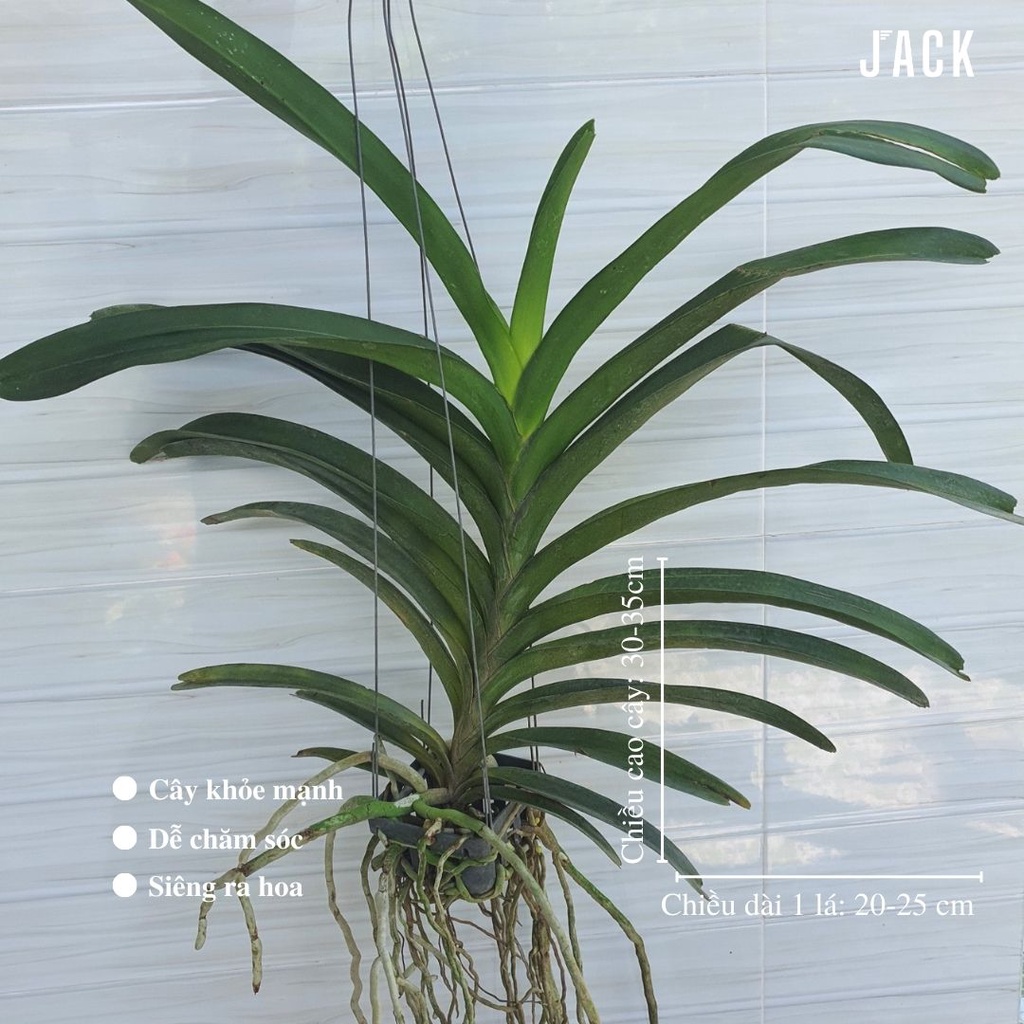 Lan Giáng Hương Trắng Tím - Vanda Lai