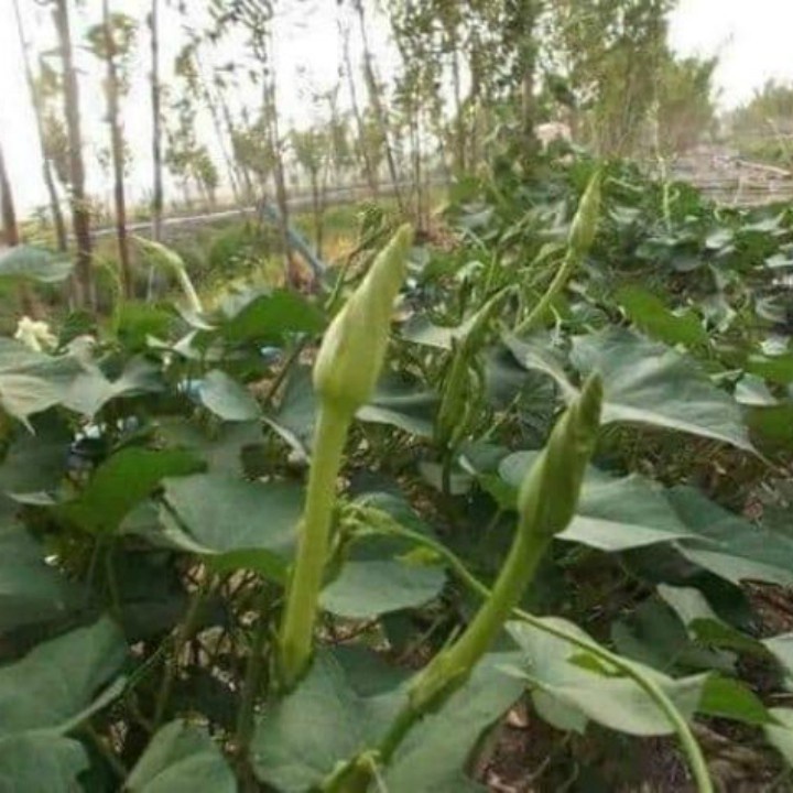 Hạt giống rau hoa Chom chan Thái Lan gói 5 hạt (Chomchan) nhập nguyên gói