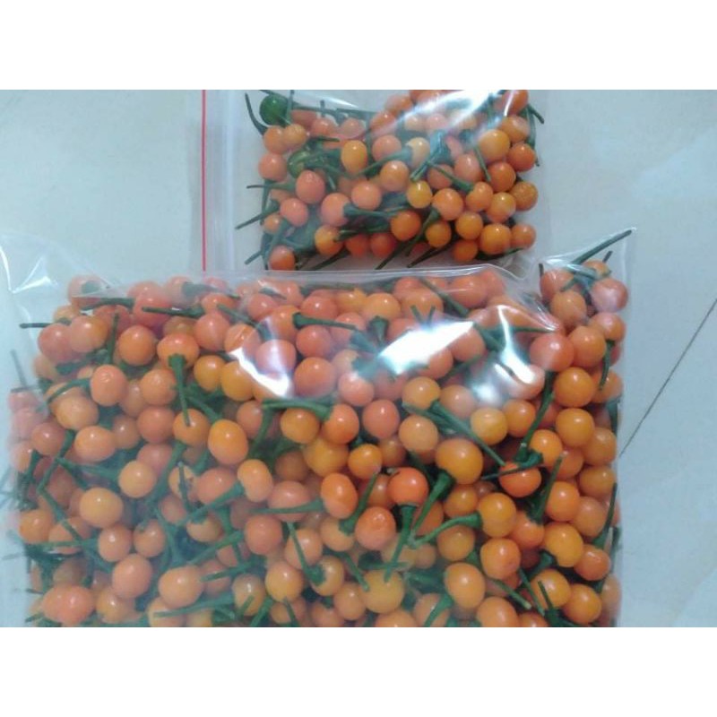 Sale 100gram ( 280-320 ) quả tươi Ớt Charapita - Peru.