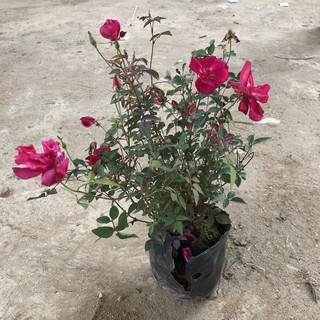 Cây hoa hồng quế, chiều cao cây 25-30cm hoa cực thơm dễ chăm sóc không sâu bệnh, thích hợp trang trí sân vườn cảnh quan