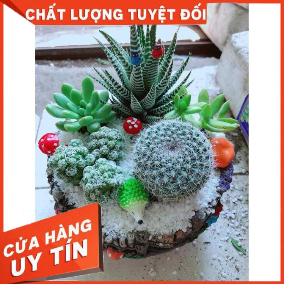 Chậu xương rồng tiểu cảnh Nhiều Người Mua