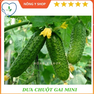 Gói 1g - túi zip 3 hạt - hạt giống dưa chuột gai mini rạng đôngrado 213