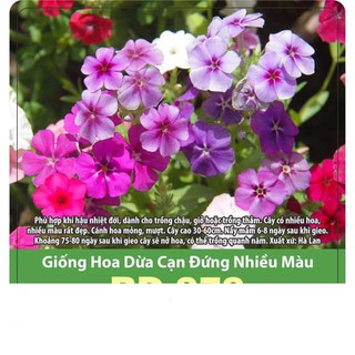 Hạt giống hoa dừa cạn đứng nhiều màu