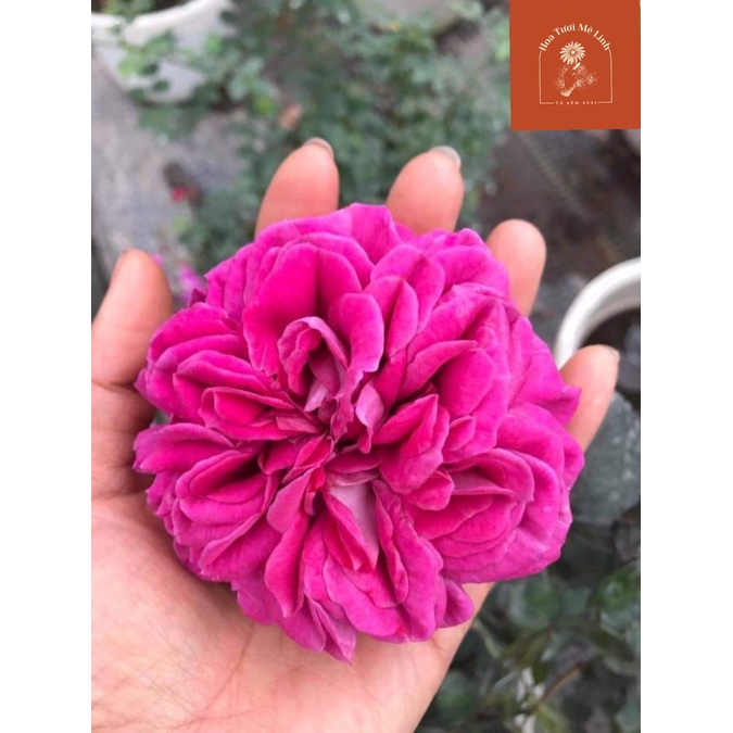 Hoa hồng màu tím Hector rose - Hoa hồng nhật bản chính hiệu -HoaTuoiMeLinh