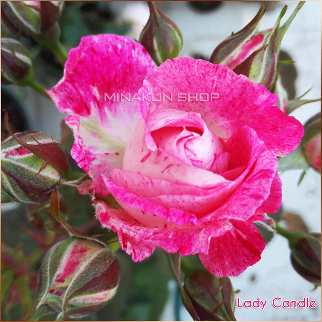 Gốc hoa hồng ngoại Lady Candle cực đẹp Shop đã ủ kích rễ, rễ trần hàng đẹp