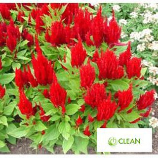 Hạt giống hoa Màu gà lửa (100 hạt)