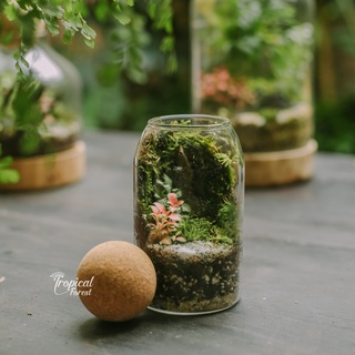 Set tiểu cảnh terrarium tropical forest