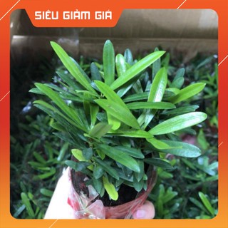 Tùng vạn niên mini chậu nhựa