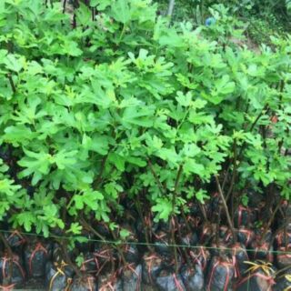 Cây sung mỹ 2 cây giống chiết gốc già cho quả nhanh