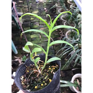 kie phi điệp rừng mắt bão