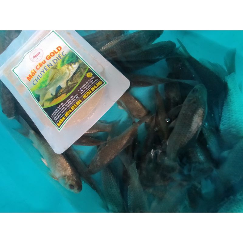 Mồi câu cá thương hiệu Gold. combo 4 gói