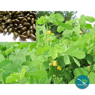 Thảo quyết minh 1kg - TM130