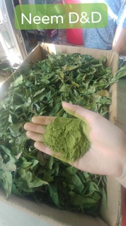 Lá neem khô