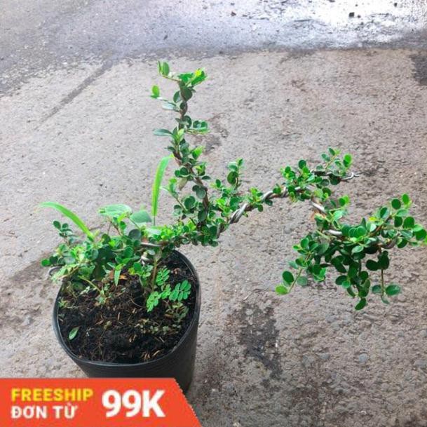 Linh Sam Núi Bonsai