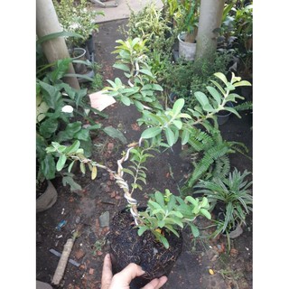 cây ổi sẻ bonsai mini