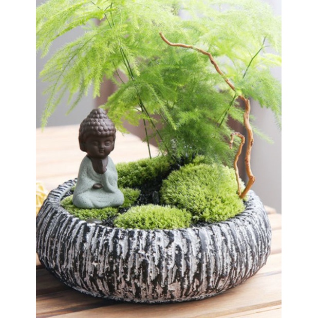 Rêu leucobryum, cushion cho bể terrarium, bonsai hôp 10x15cm