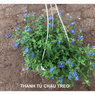 Cây hoa Thanh tú chậu treo tròn