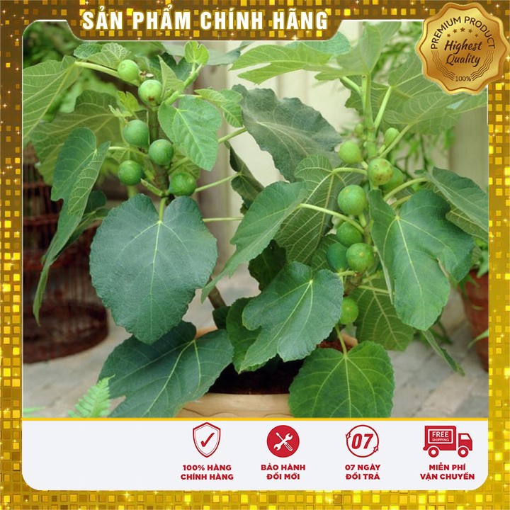 Hạt giống cây sung ngọt mỹ 10 hạt hạt giống sung