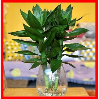 Cây Phát Lộc - Để bàn thờ ( Kèm Chậu thủy sinh  )