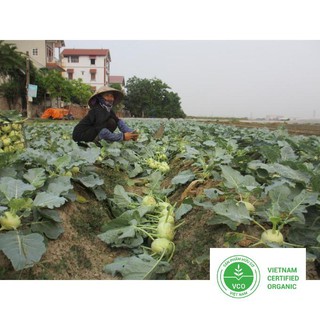 1g hạt giống su hào xanh thuthuy