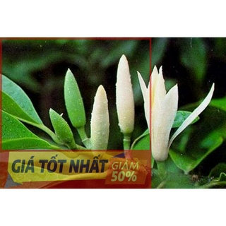 Chậu cây ngọc lan trắng, sắp hoa, đã ra hoa, hoa cực thơm, bầu lớn cây cực đẹp