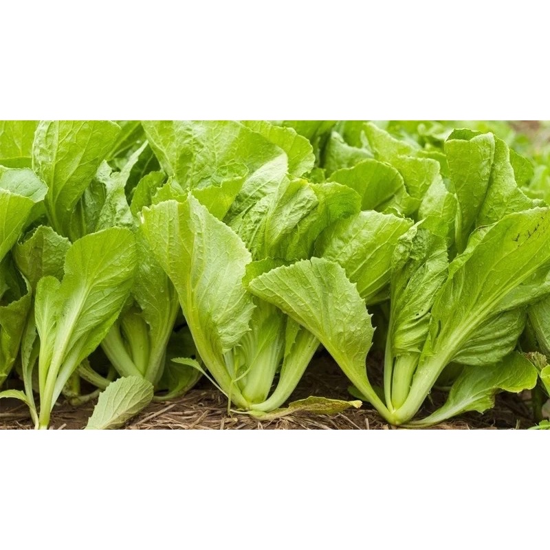 Rau cải xanh [cải thìa,cải bẹ xanh,cải ngọt] (Giao hoả tốc TpHCM)