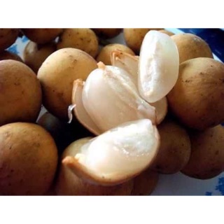 Cây giống Bòn Bon Thái