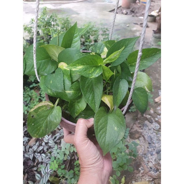 Chậu cây trầu bà vàng